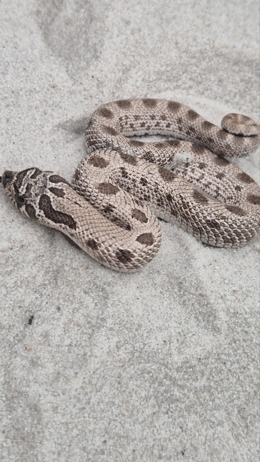 haakneusslang het maitai Hognose Snake photo 2