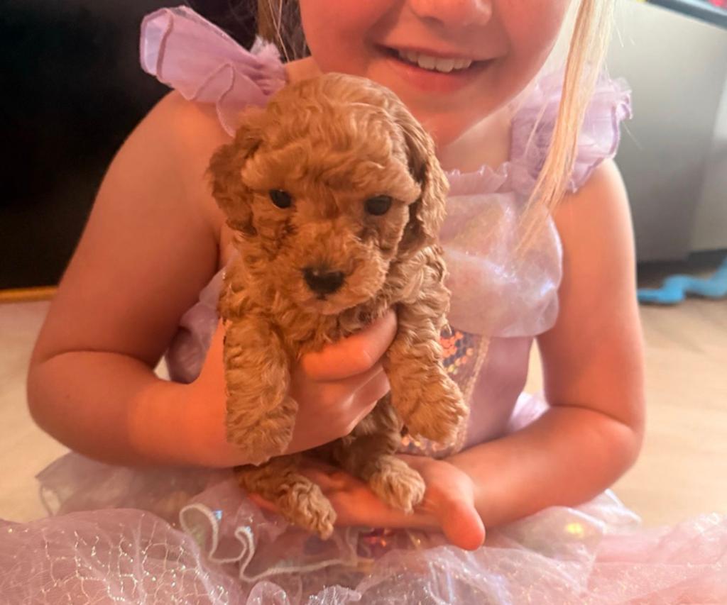 Prachtige Toy poedeltjes pups reutjes, Poedel, Parvo, Reu, 8 tot 15 weken