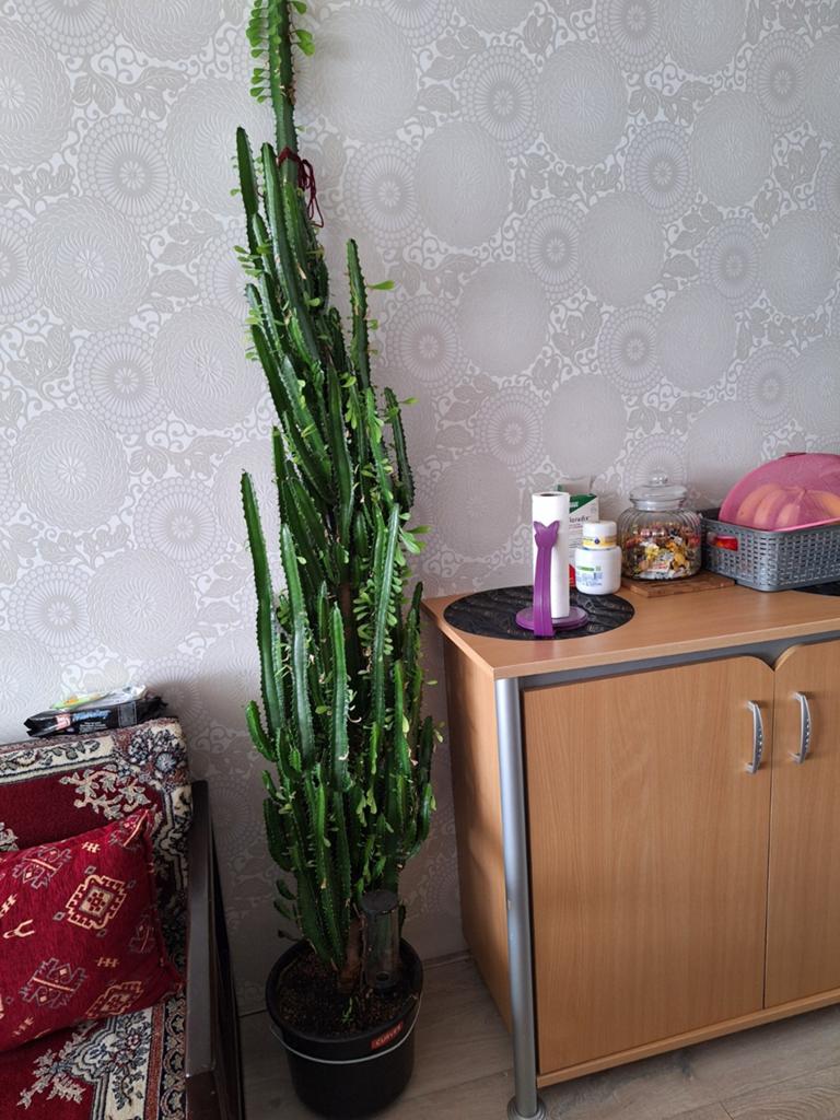 Kamerplanten, Huis en Inrichting, Ophalen, Halfschaduw, Minder dan 100 cm
