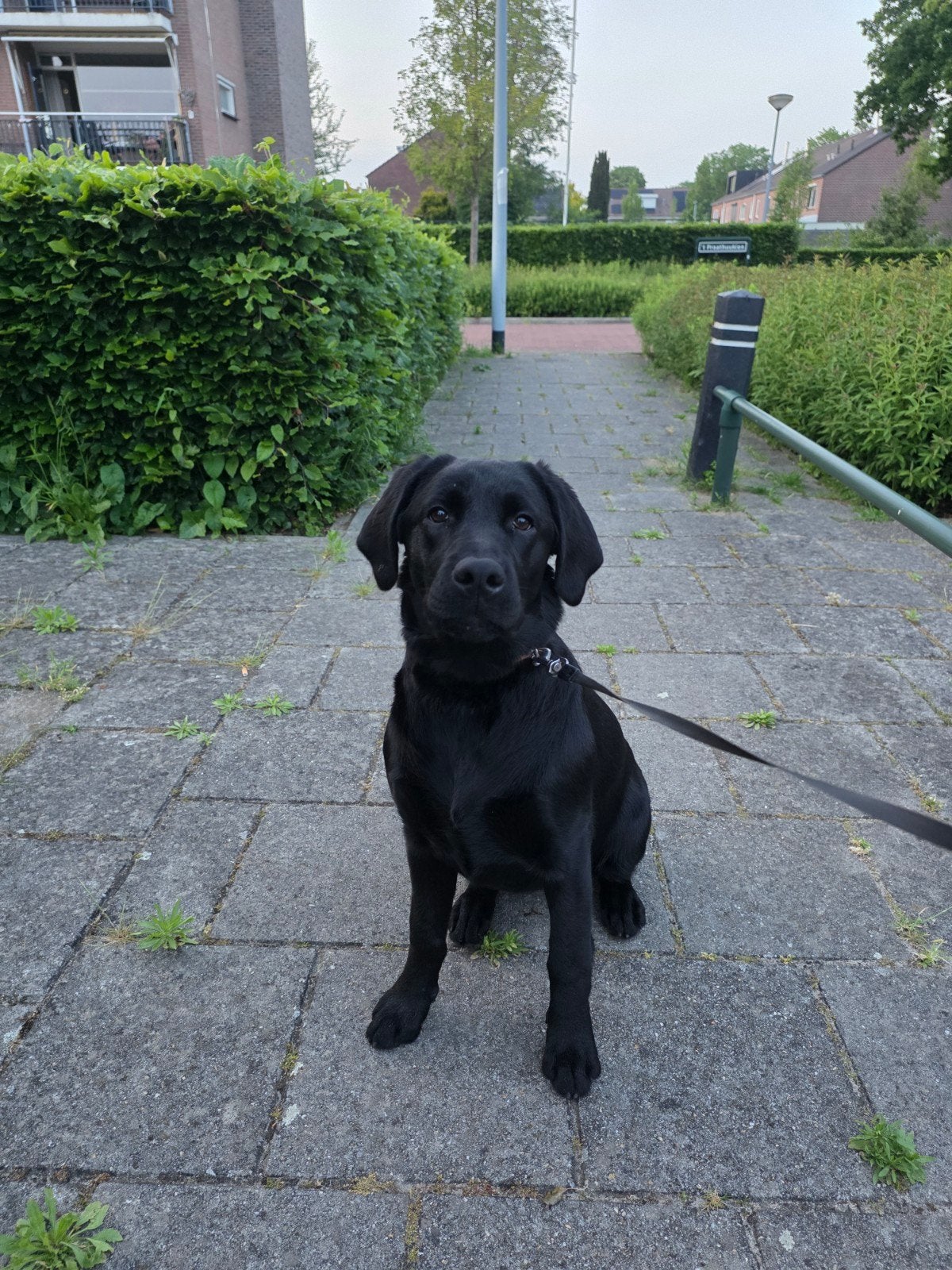Lieve Labrador pup, Dieren en Toebehoren, 15 weken tot 1 jaar, Teef, Eén hond, Nederland