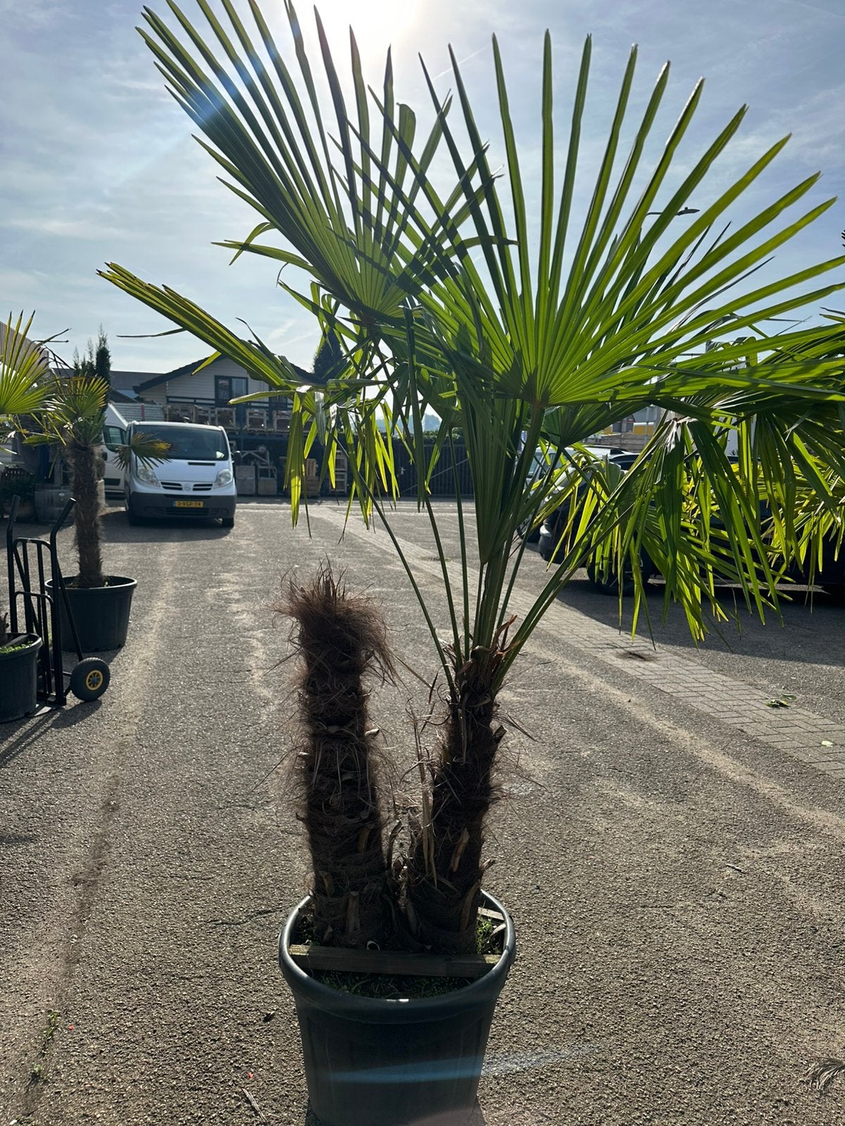 Trachycarpus fortunei. Helft dubbelstam, Tuin en Terras, Ophalen of Verzenden