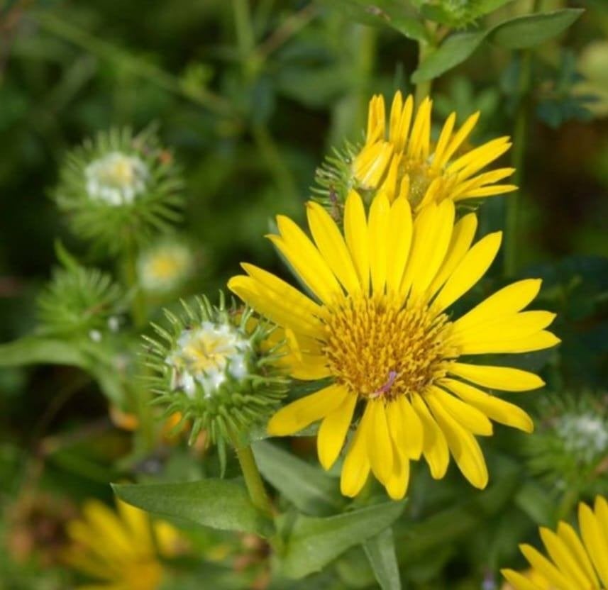 gomplant grindelia, Volle zon, Vaste plant, Zomer, Ophalen
