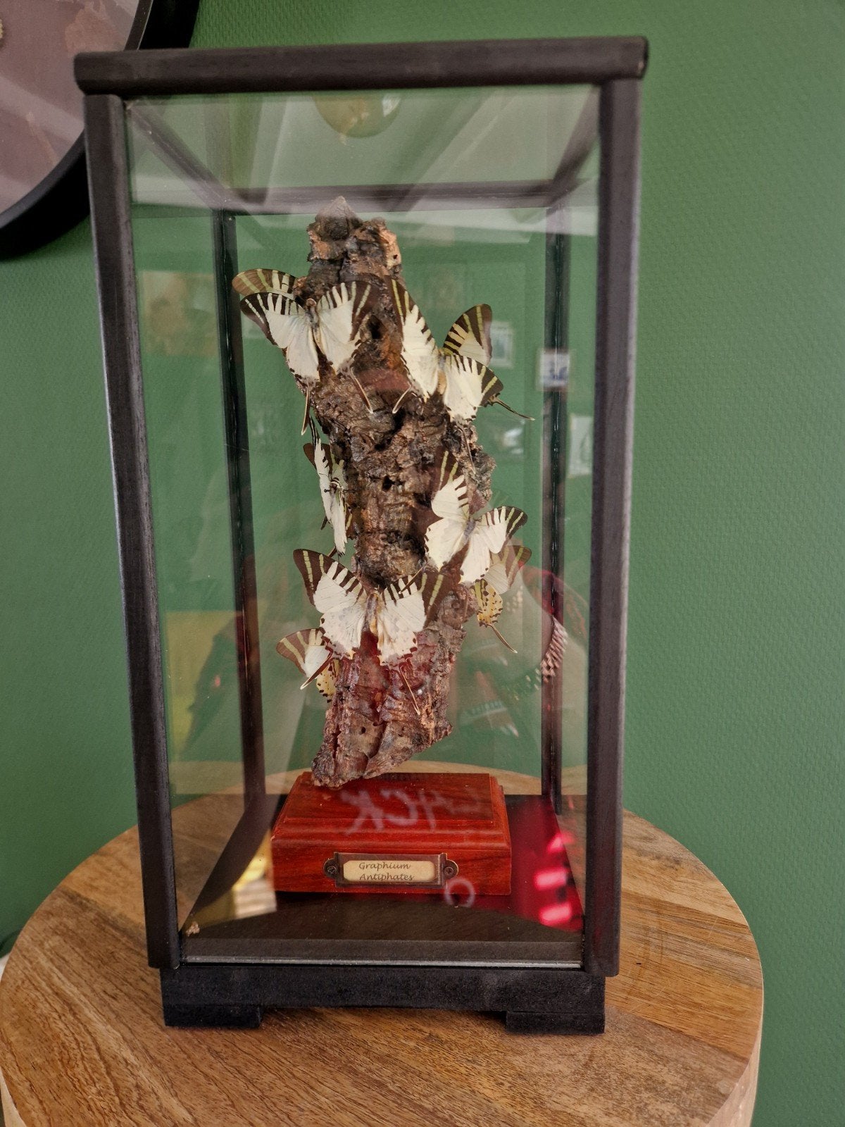 Graphium Antiphates vlinders in glazen vitrine, Ophalen, Zo goed als nieuw