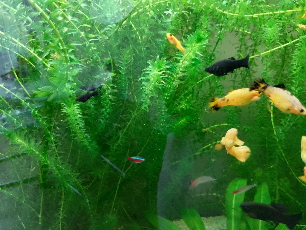 Vissen, Dieren en Toebehoren, Vissen | Aquariumvissen, Vis, Zoetwatervis