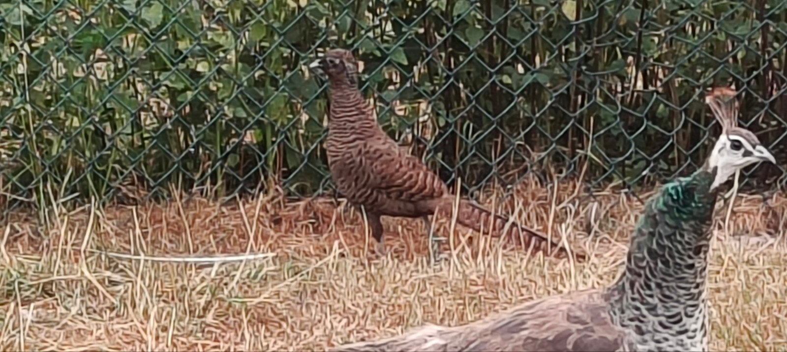 een koppel zwarte lady s, Meerdere dieren, Overige soorten