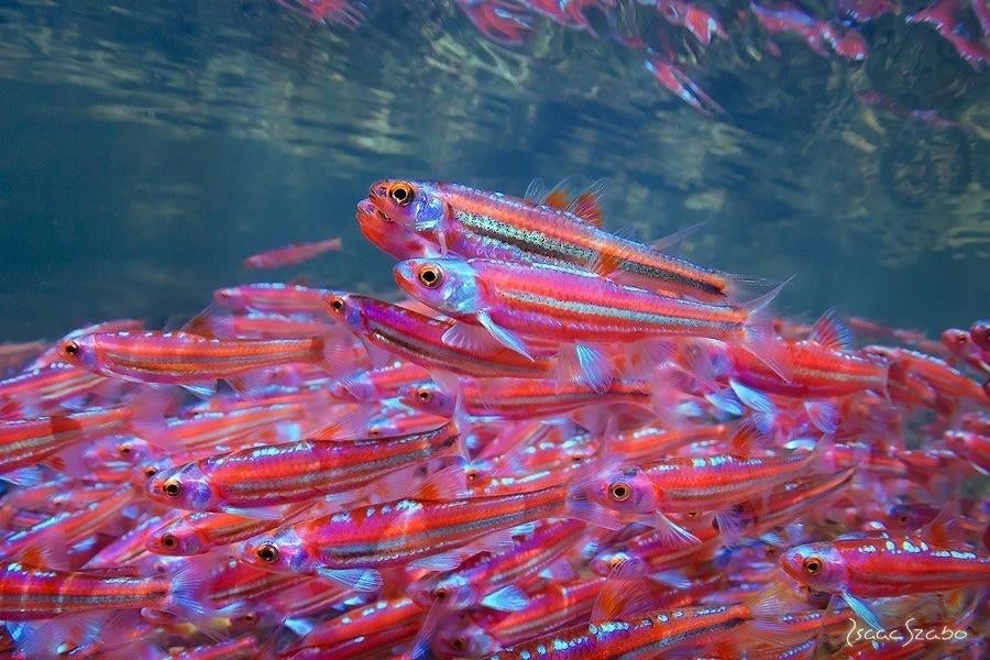 Notropis Chrosomus - Regenboog elrits - Koidream Valburg, Overige soorten