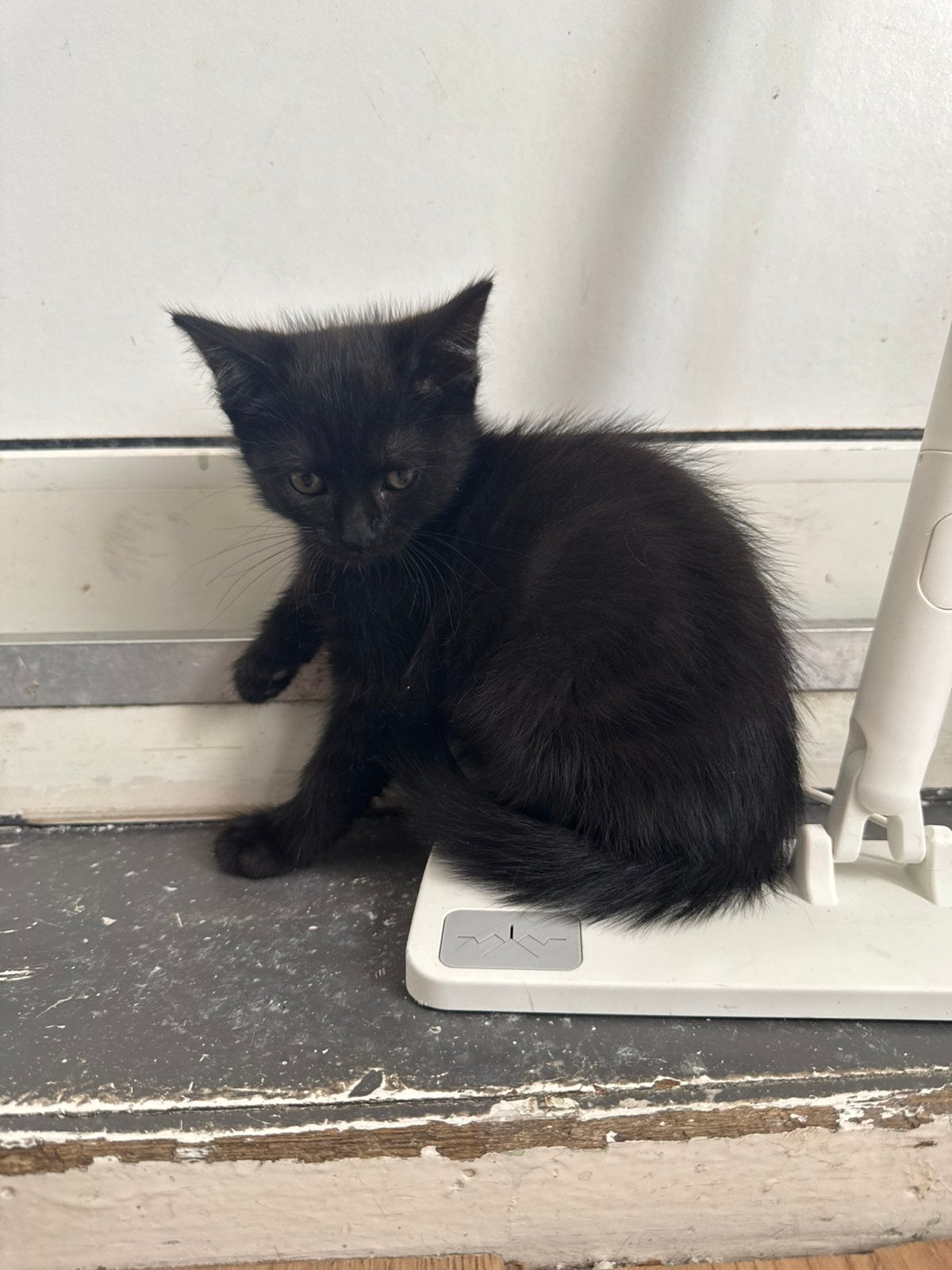 Britse korthaar kitten, Meerdere dieren, Kortharig, 0 tot 2 jaar