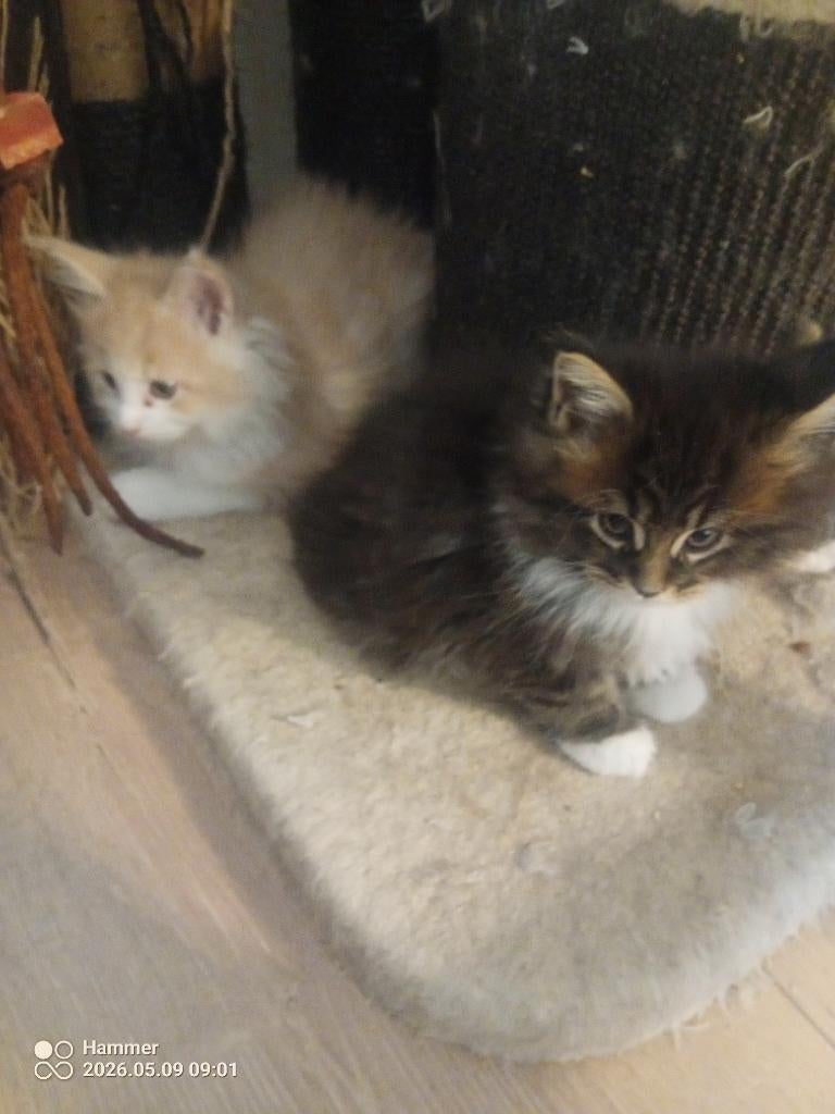 Russische Maine Coon kittens met stamboom, Meerdere dieren, Met stamboom, 0 tot 2 jaar