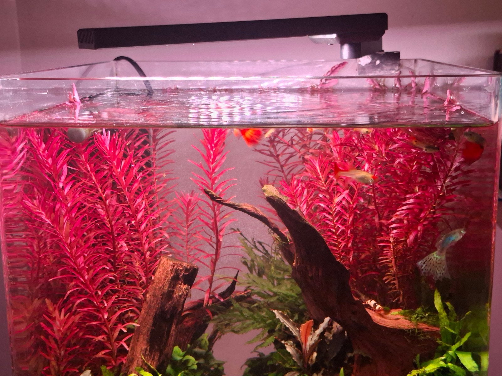 rotala blood red signapore stekken.  aquarium planten, Ophalen of Verzenden, Nieuw, Plant(en), Steen of Hout