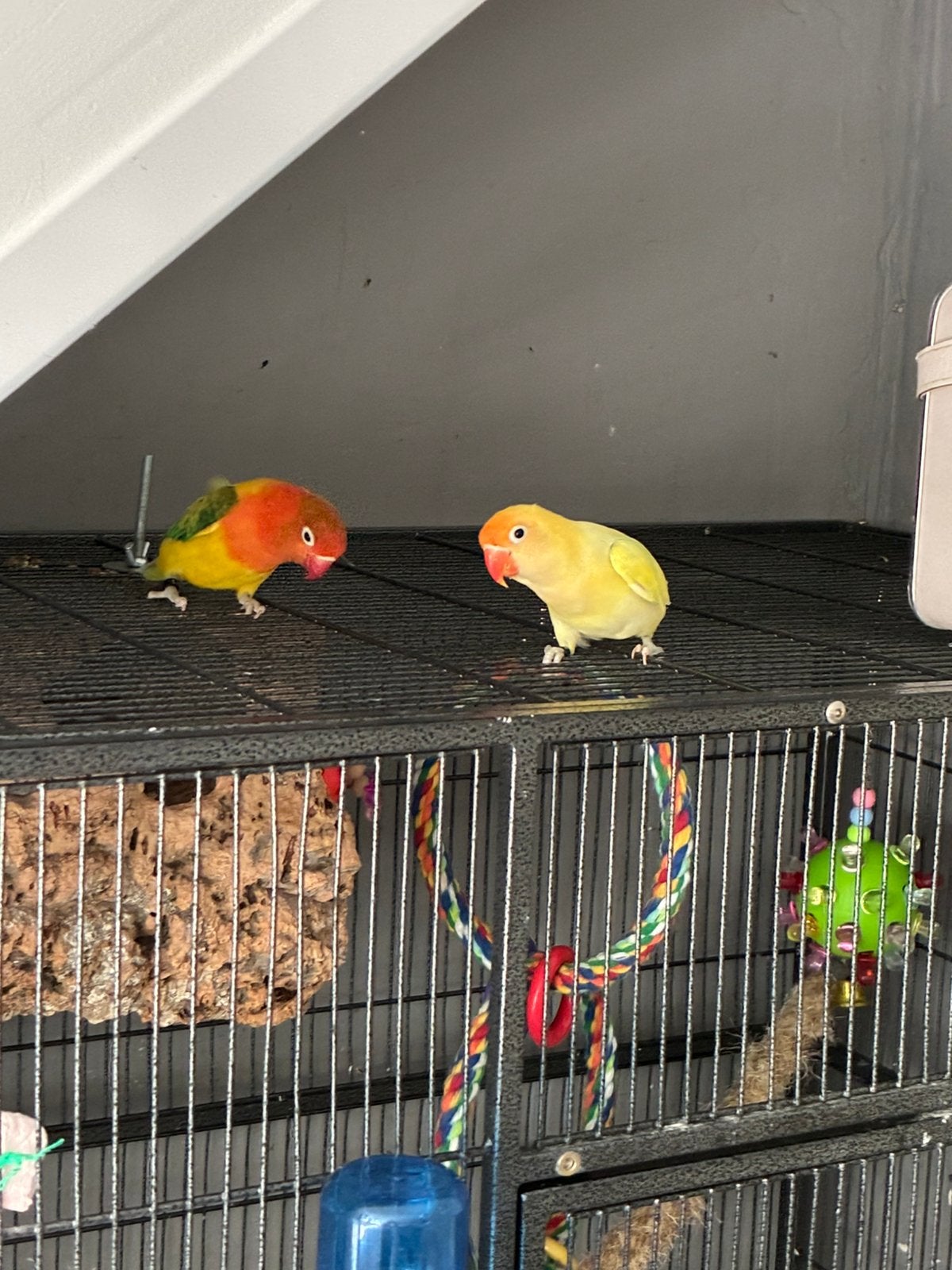 Liefdevolhuisje gezocht, Meerdere dieren, Parkiet