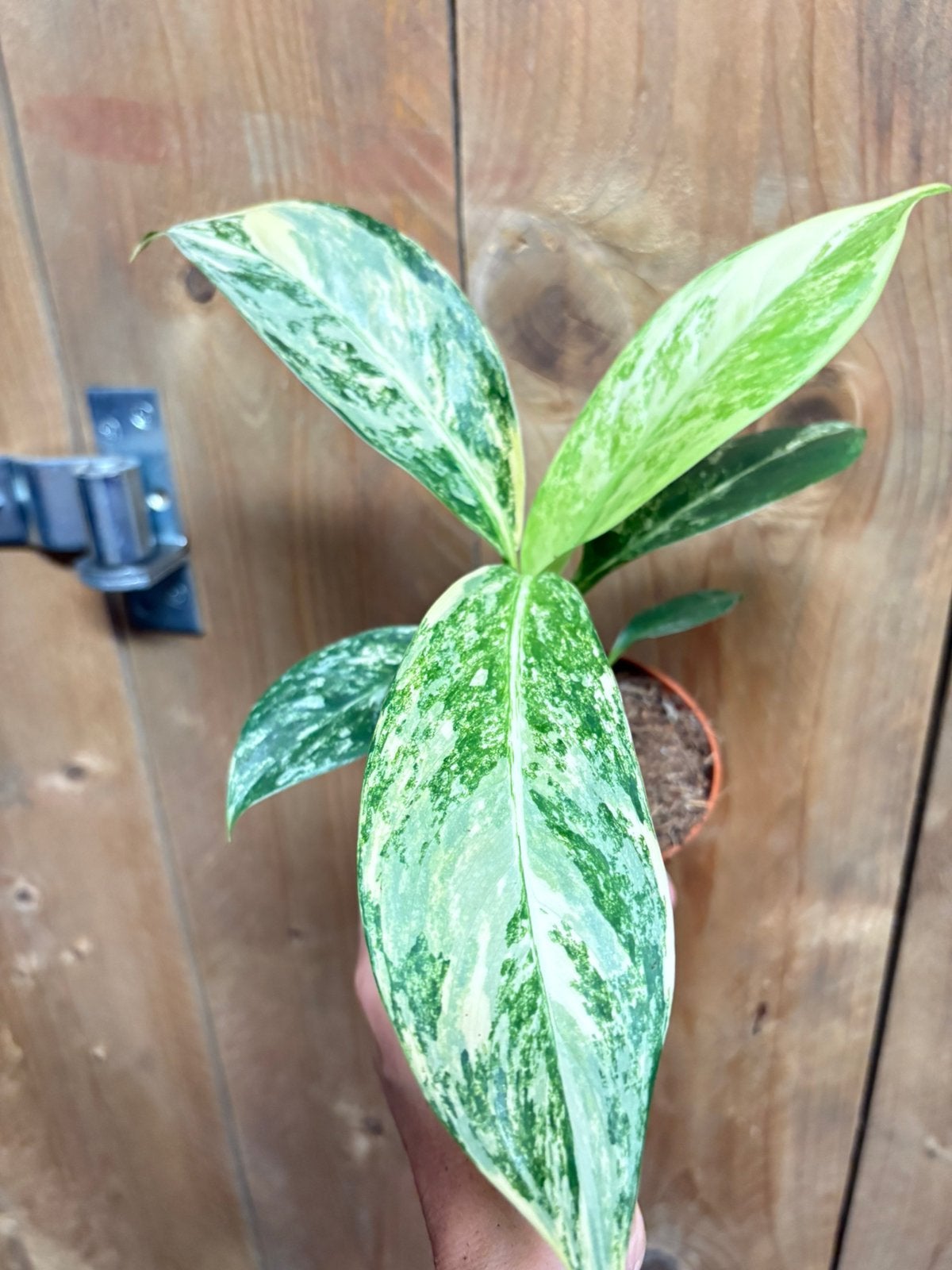 Dieffenbachia variegata plant albo mint lemon marble, Ophalen of Verzenden, Halfschaduw, Minder dan 100 cm