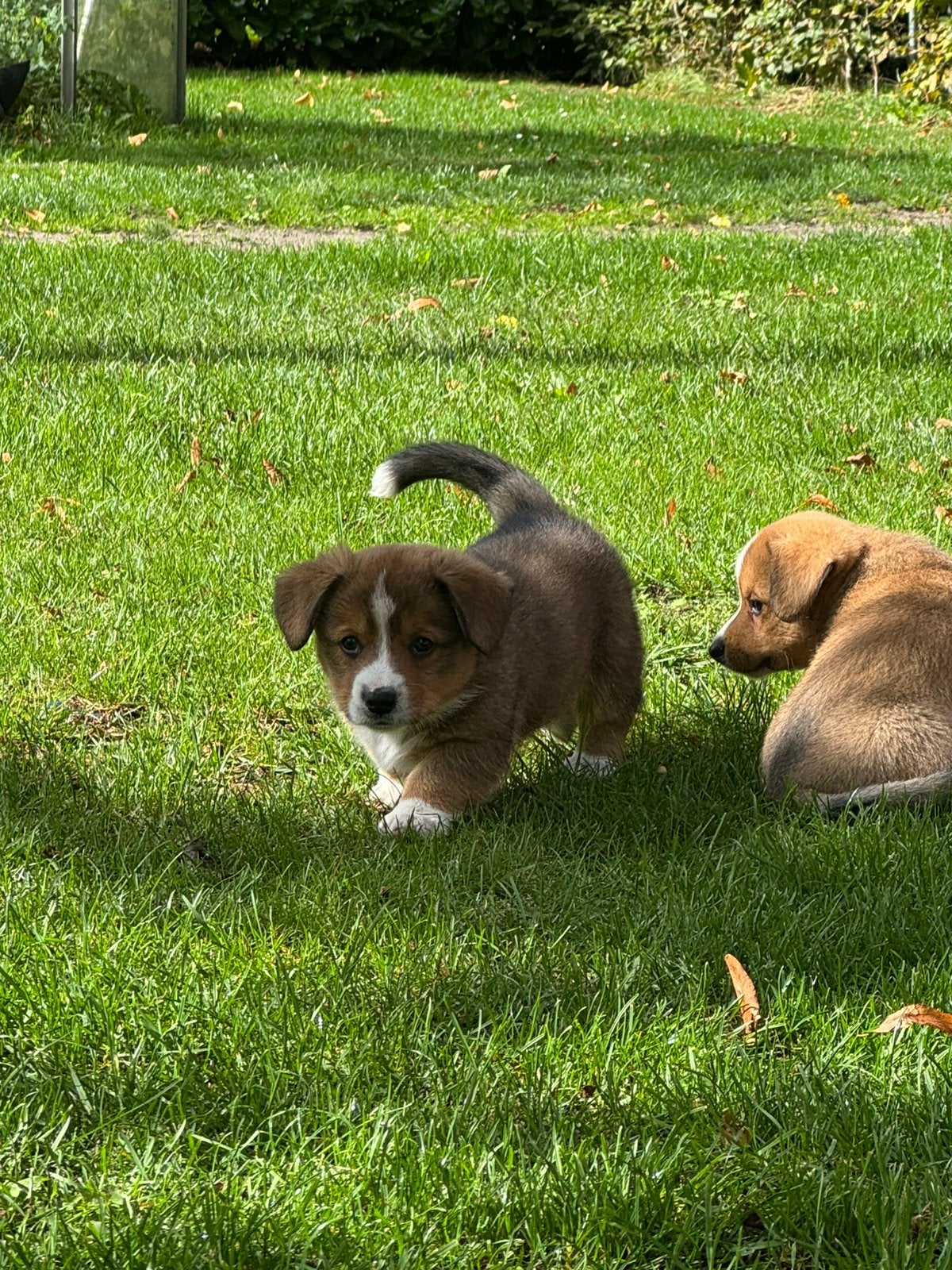Corgi pups, Parvo, 8 tot 15 weken, Meerdere, Meerdere dieren