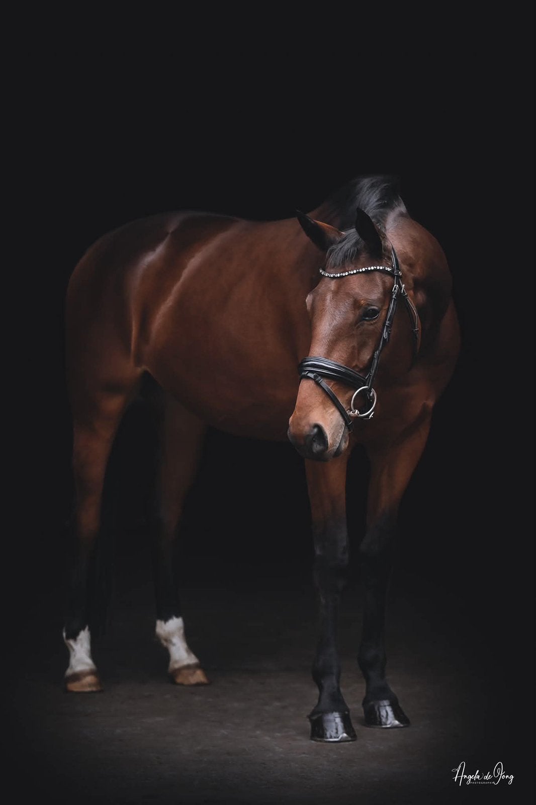 Talentvolle 7 jarige ruin, B, Ruin, Dressuurpaard, 170 tot 175 cm