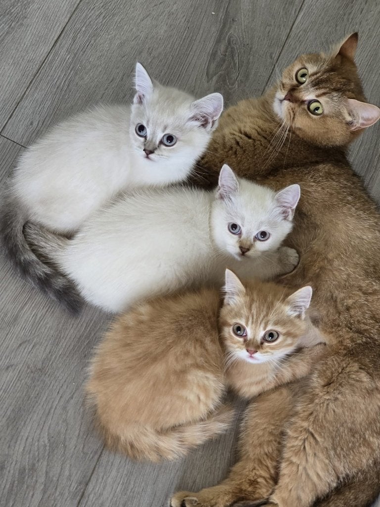 Prachtige Raszuivere Britse Korthaar Kittens Ter Adoptie, Dieren en Toebehoren, Meerdere dieren, 0 tot 2 jaar