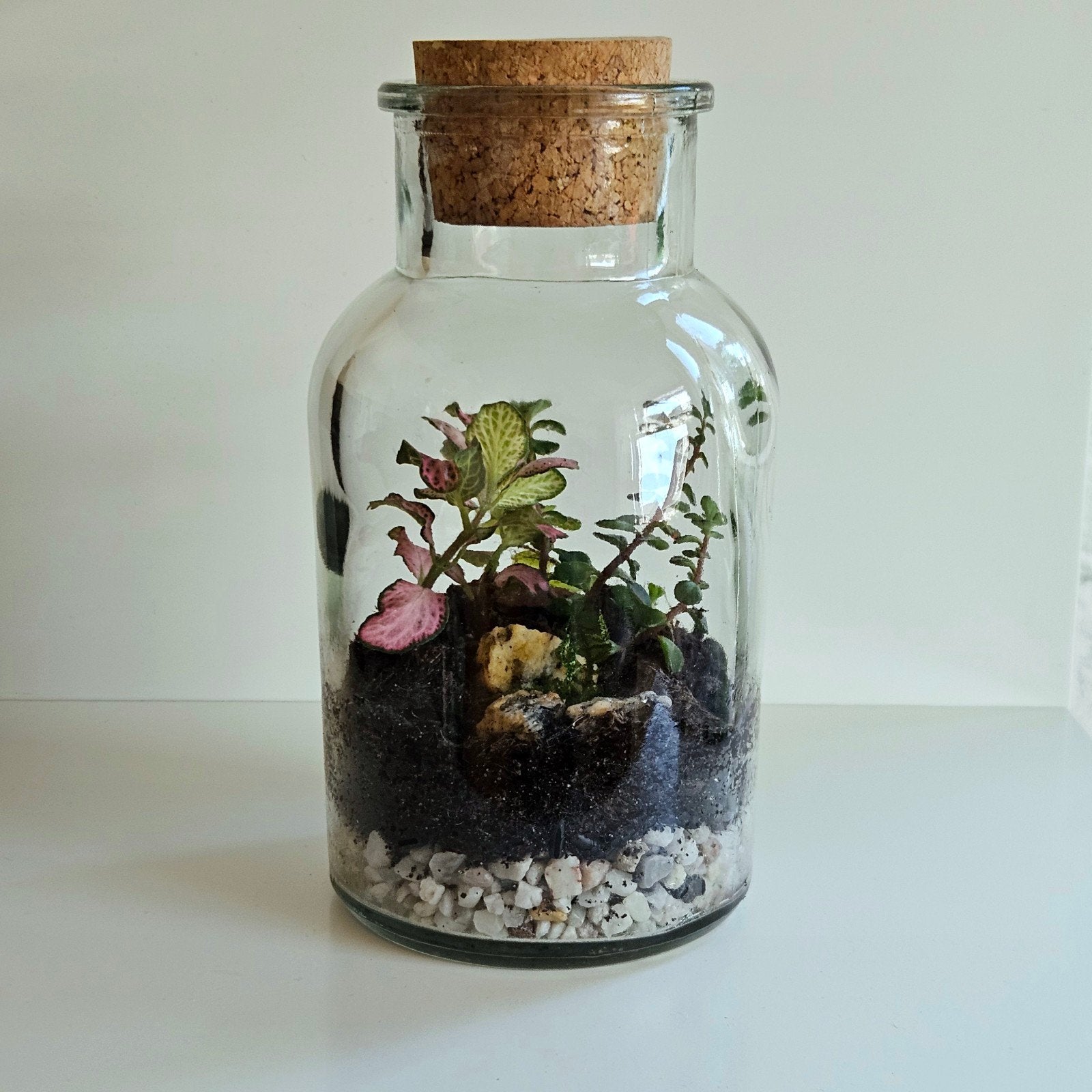 Mini terrarium met 4 planten | ecosysteem, Ophalen, In pot, Halfschaduw, Minder dan 100 cm