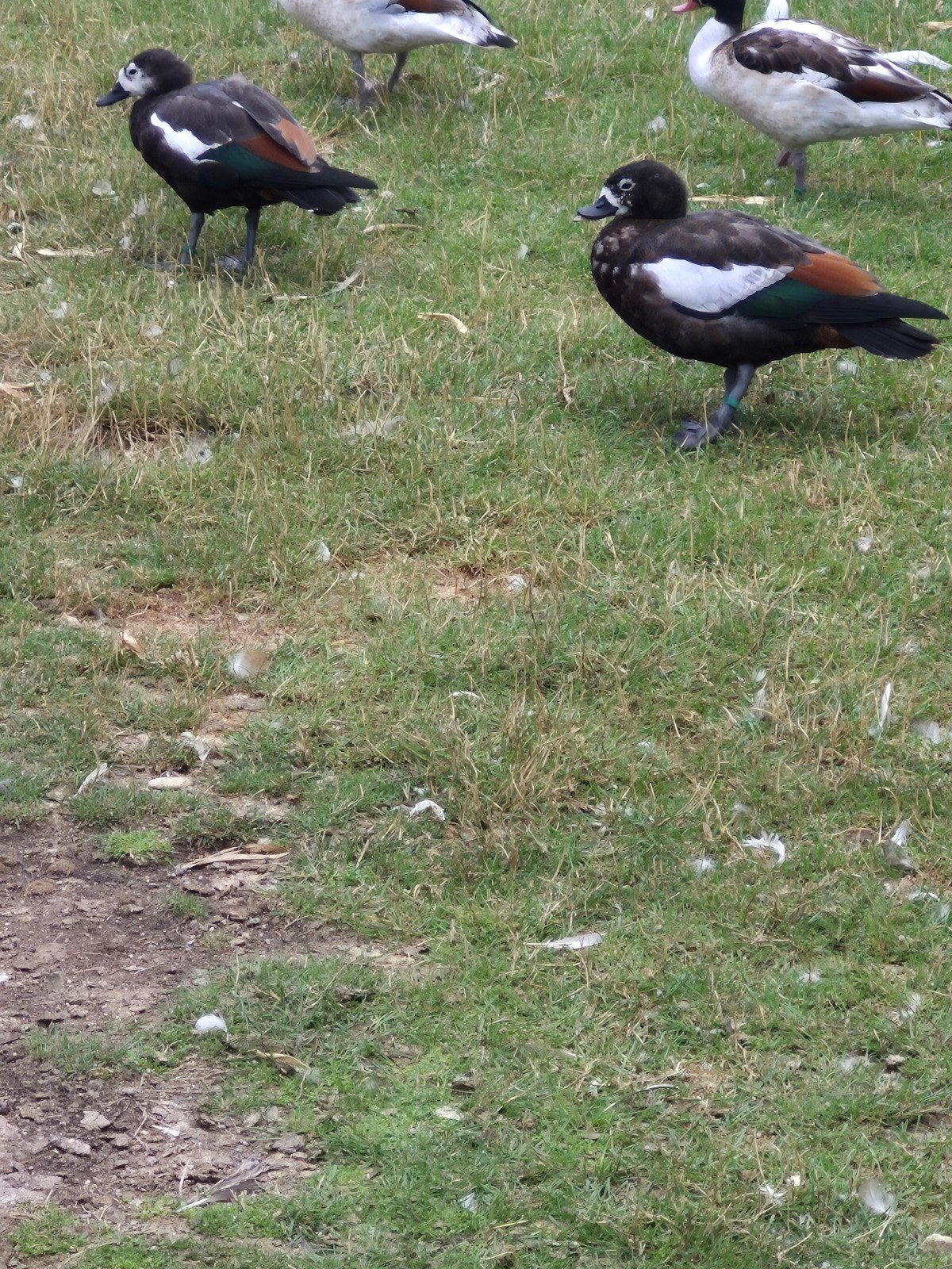 paradijscasarca mannen, Dieren en Toebehoren, Vogels | Overige Vogels, Mannelijk