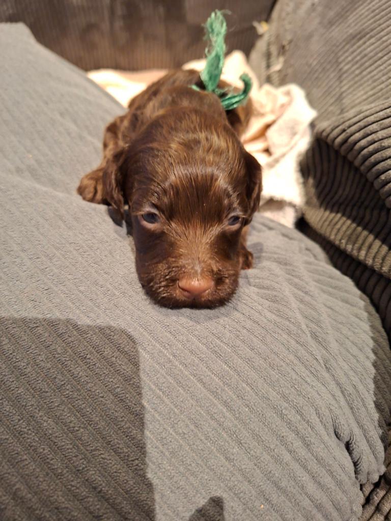 Labradoodle pups te koop, Dieren en Toebehoren, Overige rassen, 8 tot 15 weken, Geslacht onbekend, Meerdere