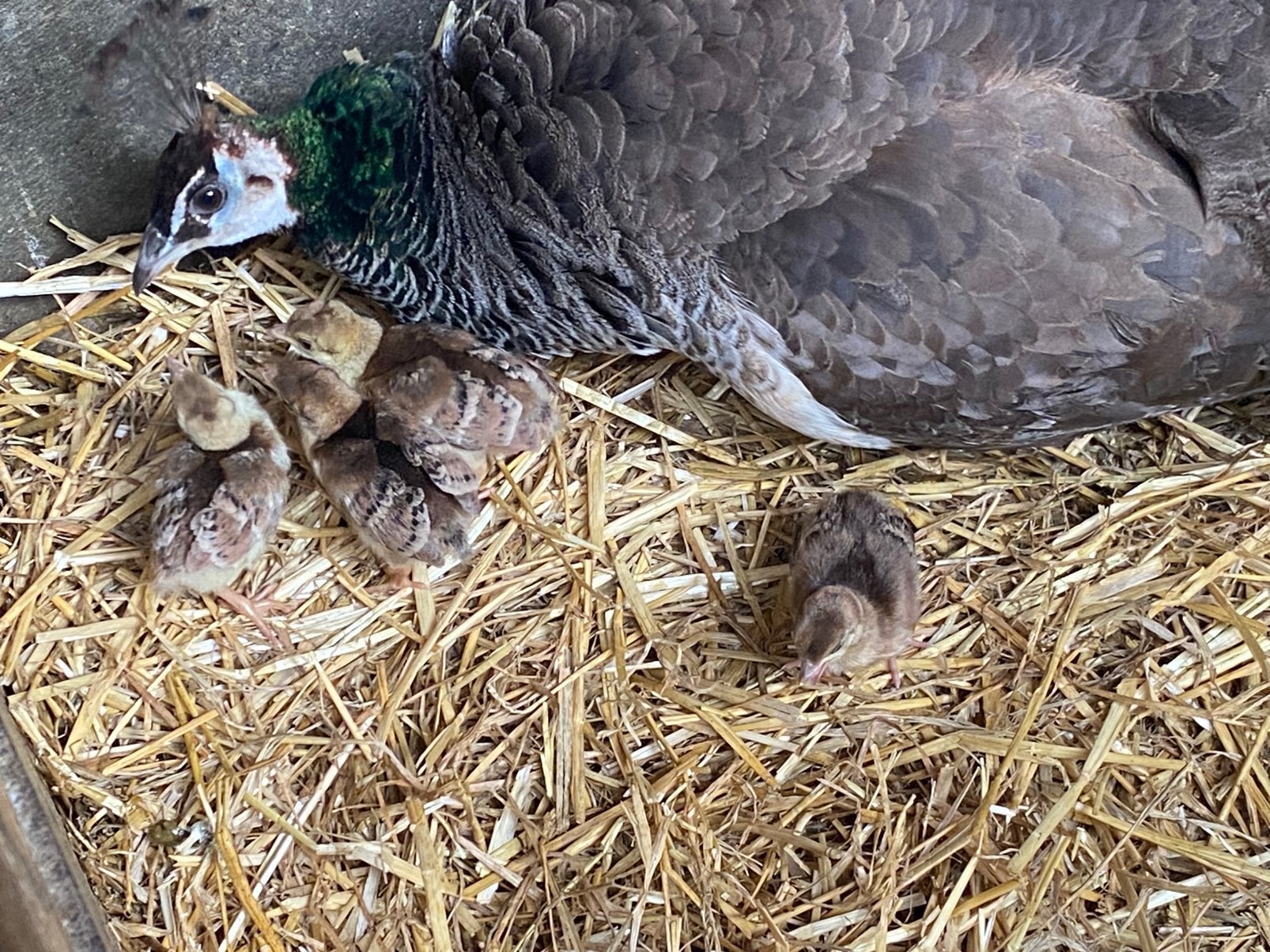 Pauwen kuikens, Dieren en Toebehoren, Pluimvee, Meerdere dieren, Overige soorten