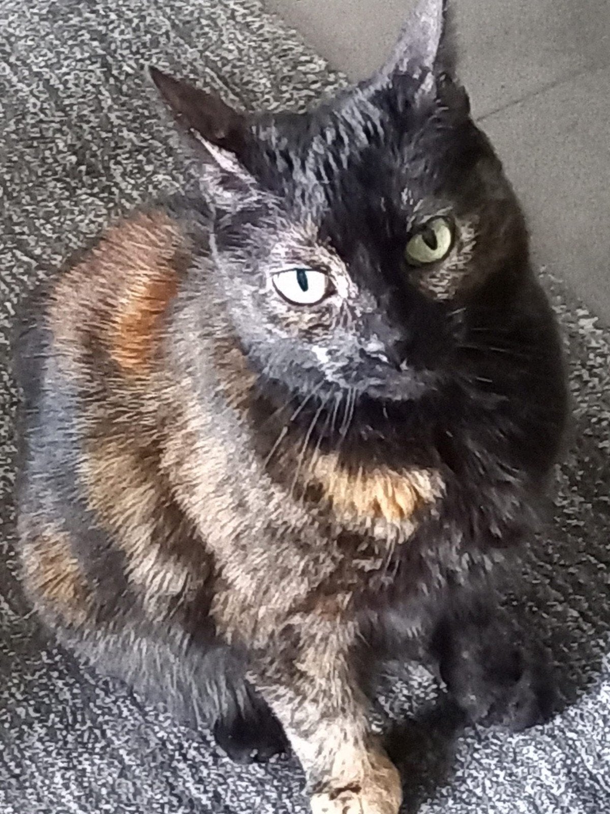 Noortje, vrouwtje 13 jaar, Dieren en Toebehoren, Poes