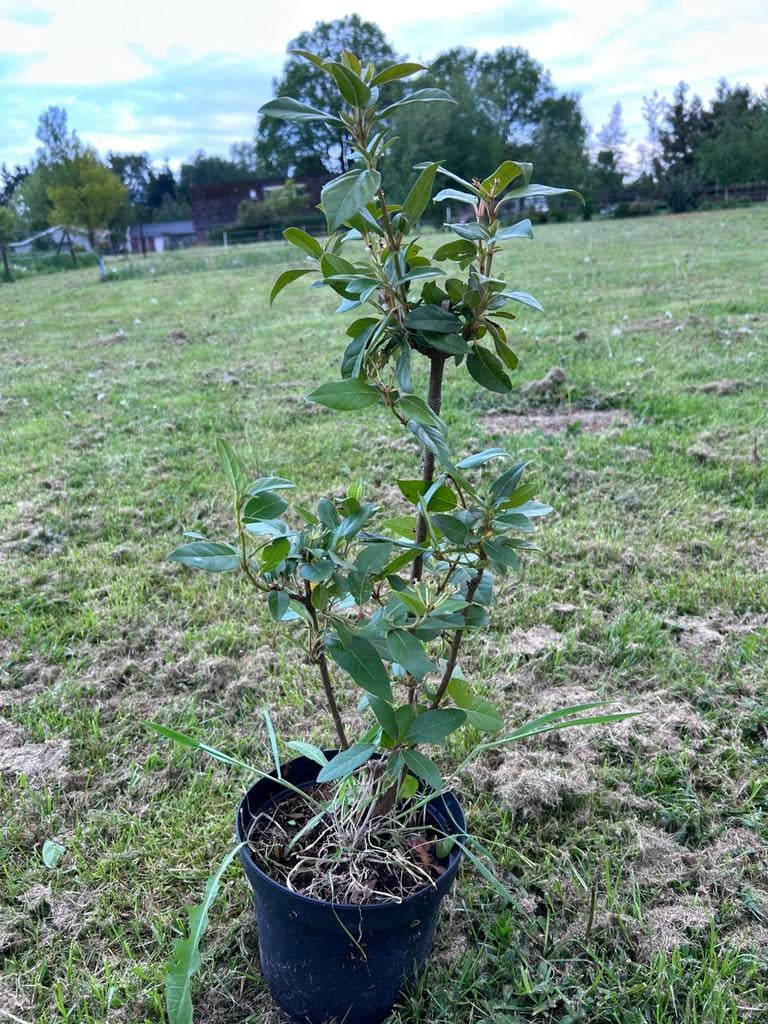Viburnum tinus in pot (+/- 70 cm), Ophalen, Overige soorten, Halfschaduw