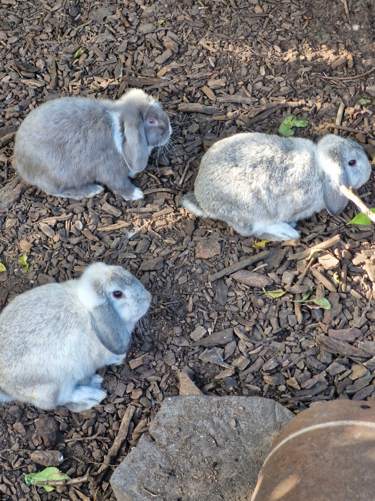 3 mooie dwerghangoren, Dieren en Toebehoren, Mannelijk, Dwerg, Hangoor