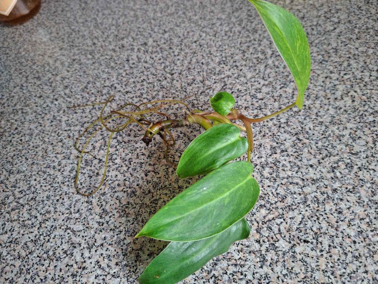 Philodendron "Painted Lady", Huis en Inrichting, Ophalen, Halfschaduw, Minder dan 100 cm