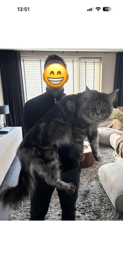 XXL Main Coon kittens met stamboom, Meerdere dieren, Met stamboom, 0 tot 2 jaar