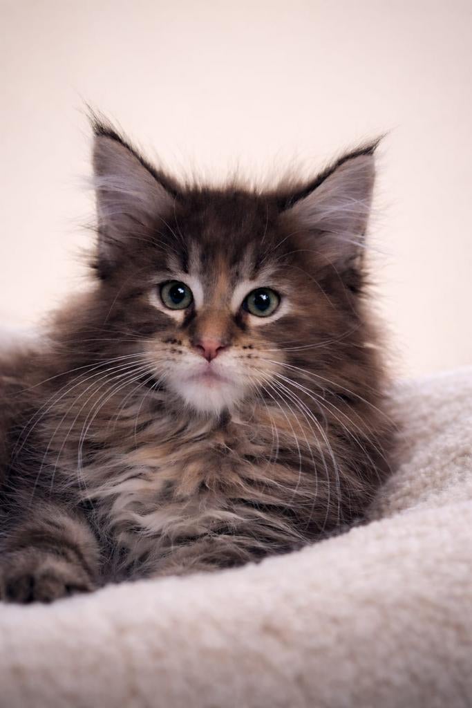 Maine coon kittens met stamboom, Meerdere dieren, Met stamboom