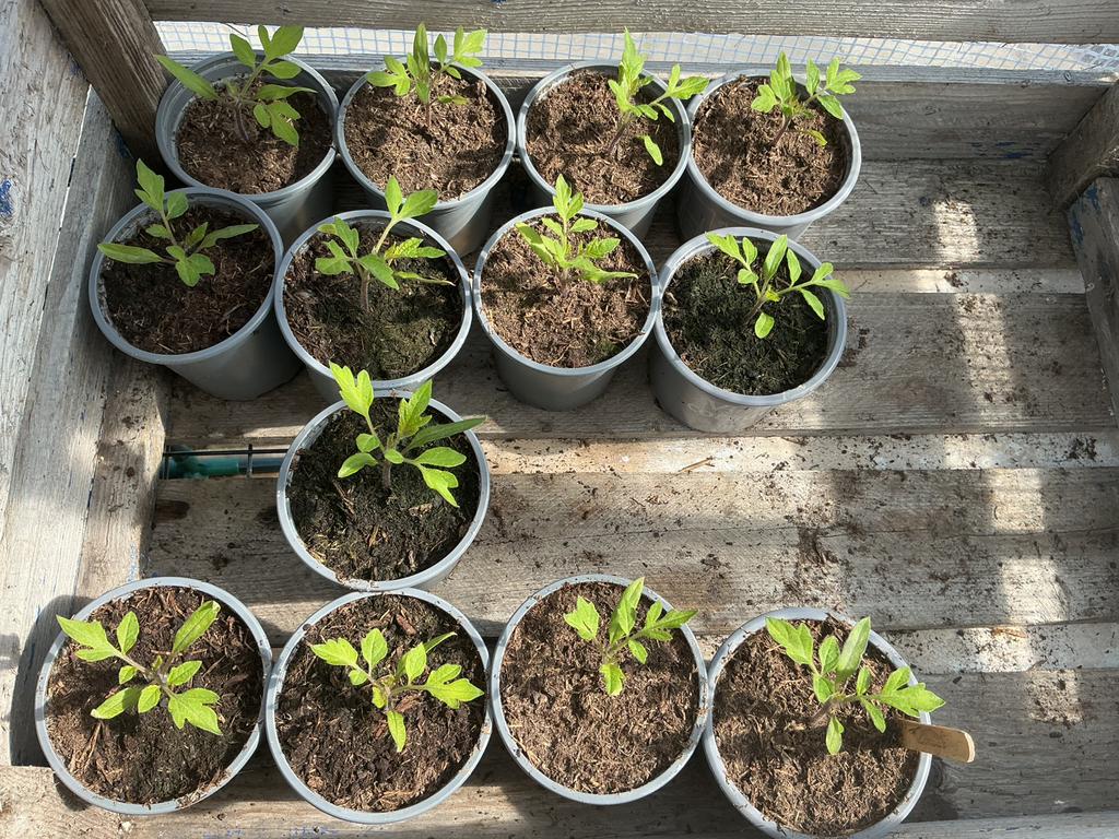 Tomatenplantjes roma, Tuin en Terras, Ophalen, Eenjarig, Groenteplanten, Volle zon