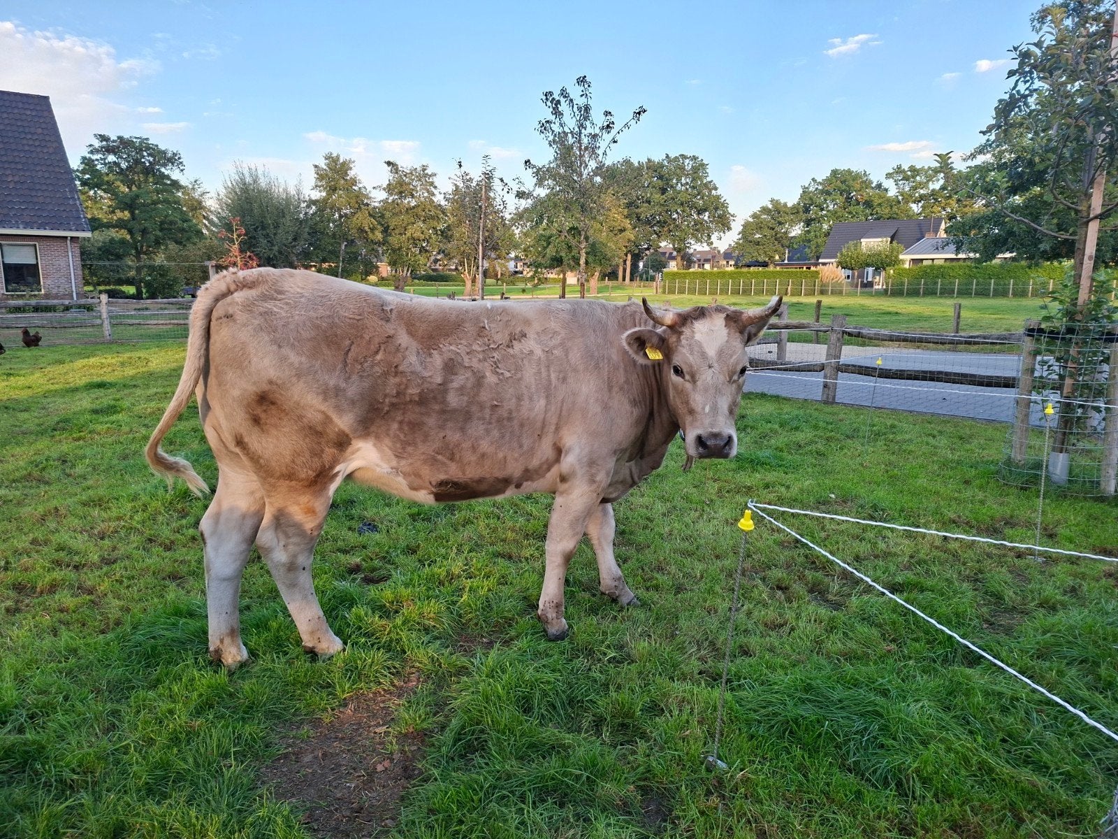 prachtige blond pink INRA 95, Vrouwelijk, 0 tot 2 jaar