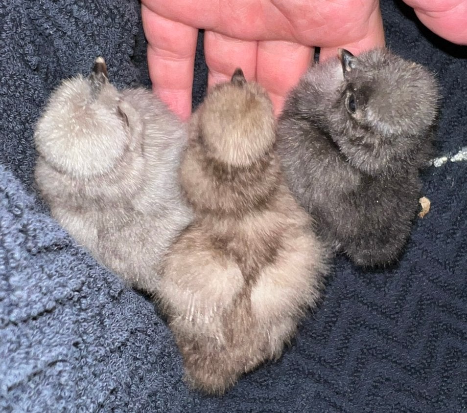 Zijdehoen hen kuikens - groepje van 3, Dieren en Toebehoren, Pluimvee, Vrouwelijk, Kip
