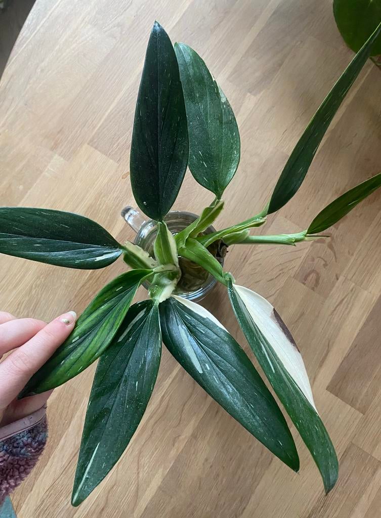 Monstera Standleyana gewortelde stekjes, Huis en Inrichting, Kamerplanten, Ophalen, Halfschaduw, Minder dan 100 cm