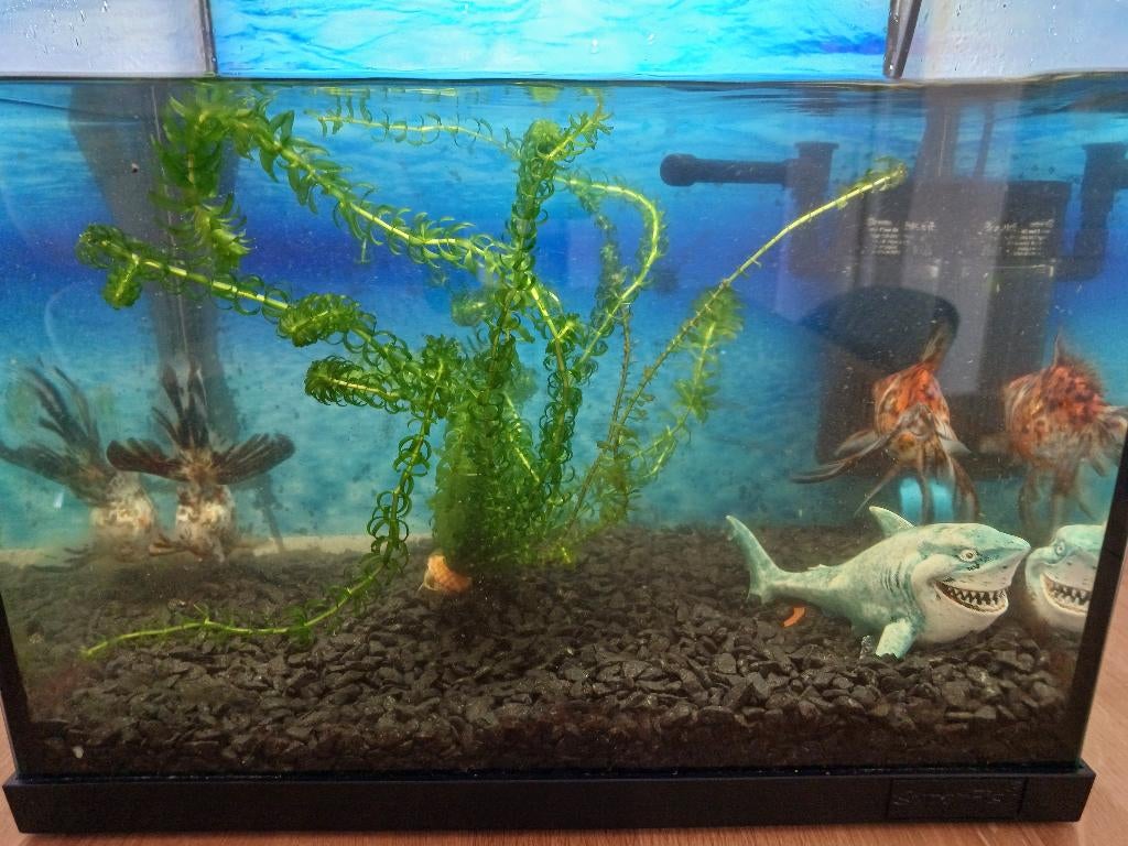Aquarium met 2 vissen, Dieren en Toebehoren, Ophalen, Superfish, Inclusief vissen, Gevuld zoetwateraquarium