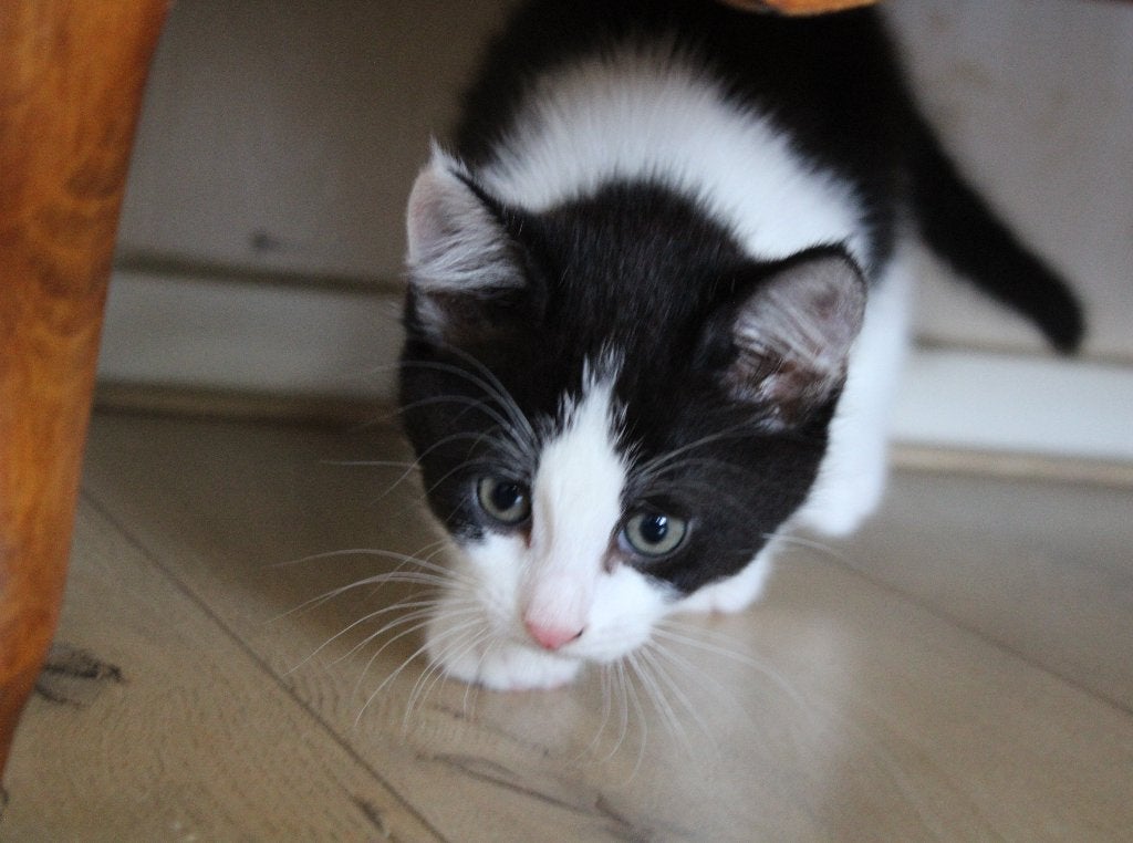 nog 2 schattige kittens (2 katertjes), Meerdere dieren, Kortharig, 0 tot 2 jaar