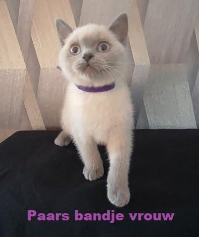 britse korthaar kittens blue point, Meerdere dieren, Ontwormd, 0 tot 2 jaar