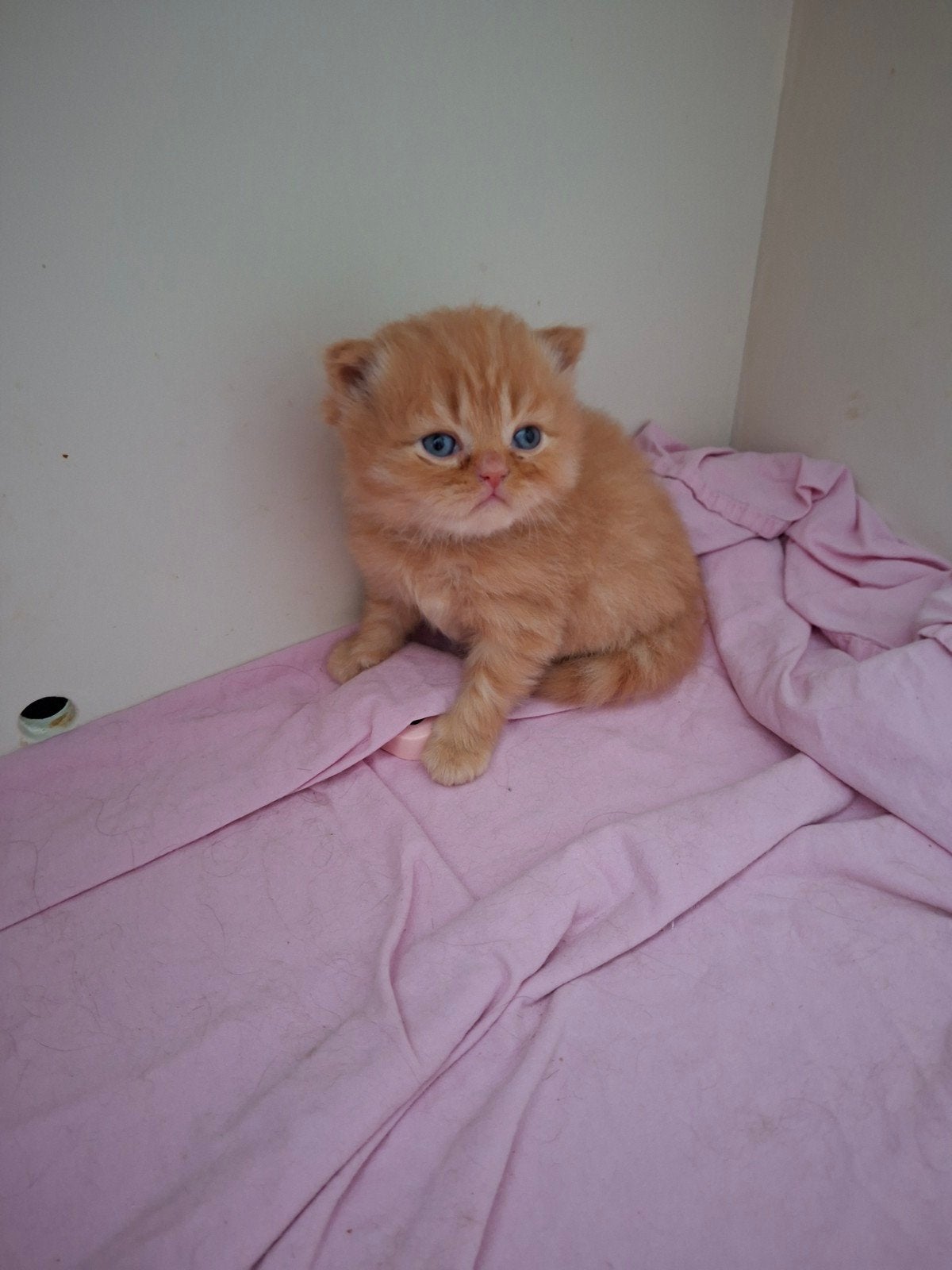 Brits langhaar katertje met stamboom, Dieren en Toebehoren, Kater, Met stamboom, 0 tot 2 jaar