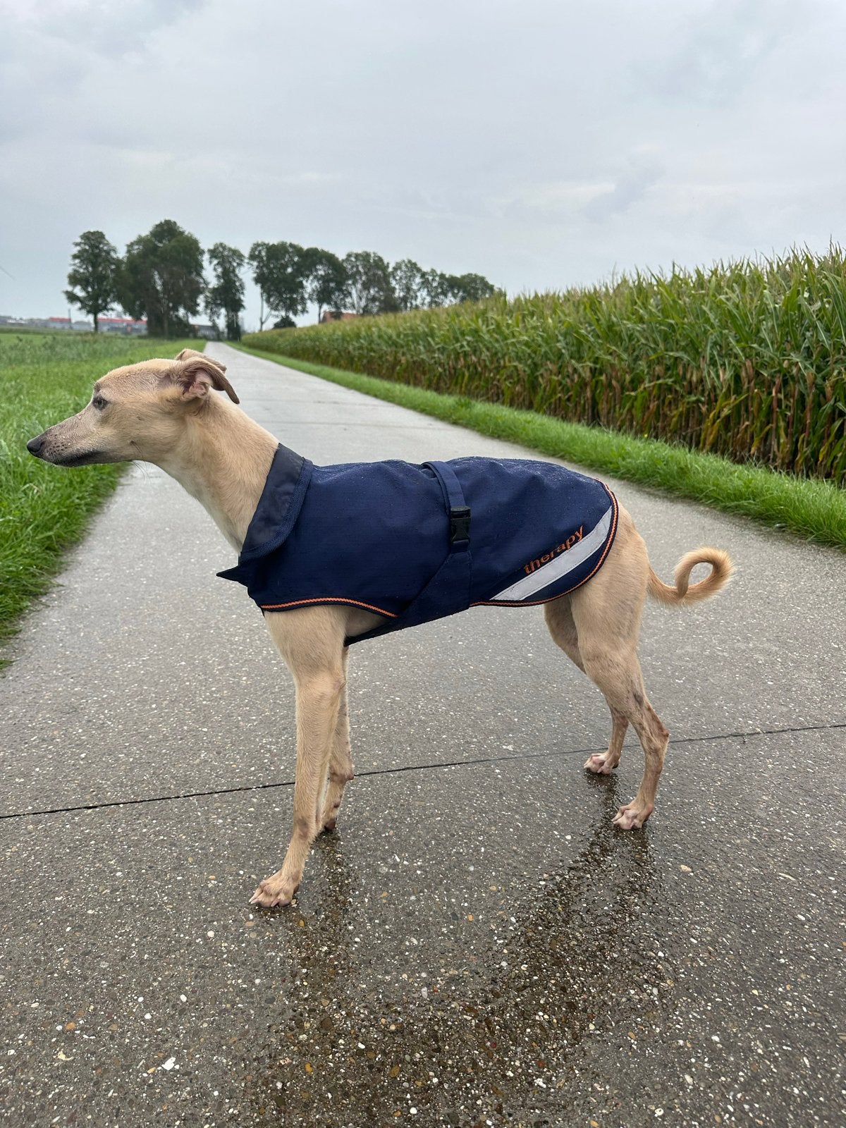 Bucas therapy hondenjas 45 cm, Dieren en Toebehoren, Ophalen of Verzenden, Zo goed als nieuw, Hondenjas