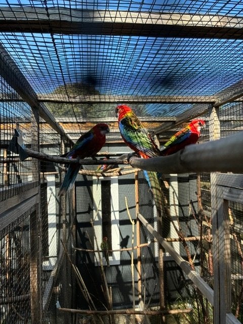 Rode rosella, Dieren en Toebehoren, Vogels | Parkieten en Papegaaien, Meerdere dieren, Parkiet, Geringd