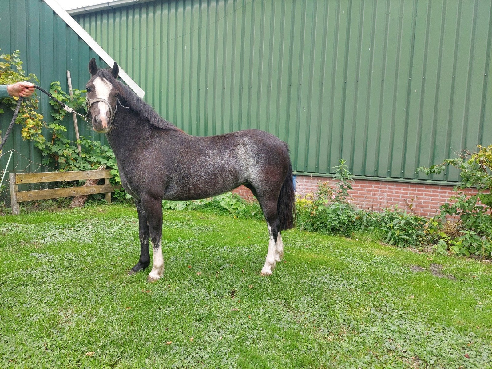 Mooie Welsh A pony merrie, Dieren en Toebehoren, Merrie, Met stamboom, Niet van toepassing, A pony (tot 1.17m)