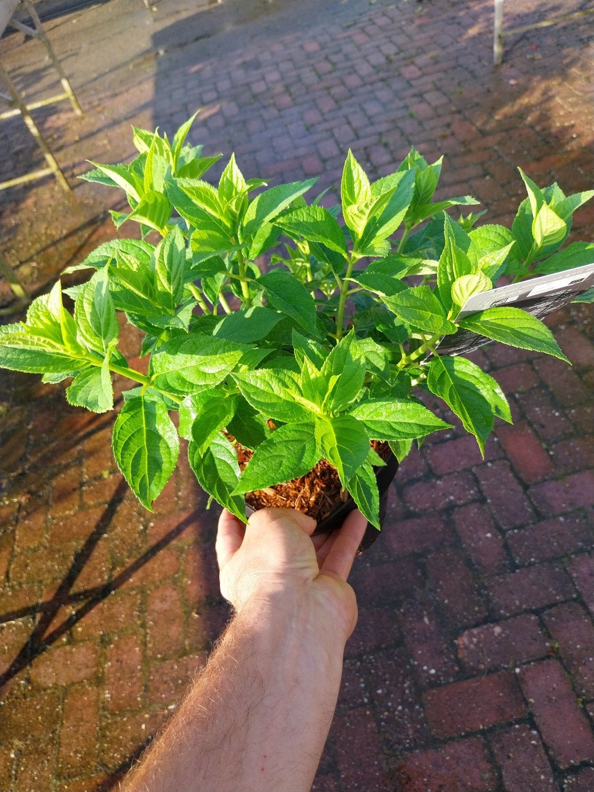 Hortensia Limelight - Prachtige bloeiende struik, Tuin en Terras, Vaste plant, Halfschaduw, Zomer, Ophalen