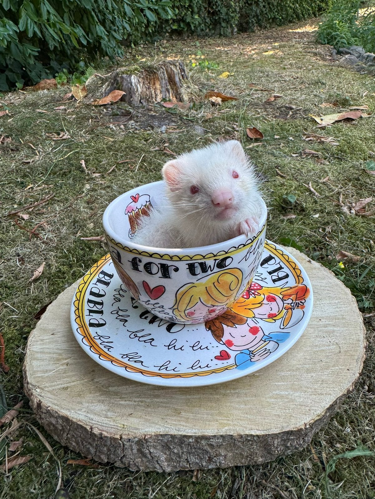 Fretten pup Semi angora albino rammetje, Dieren en Toebehoren, Mei, Mannelijk