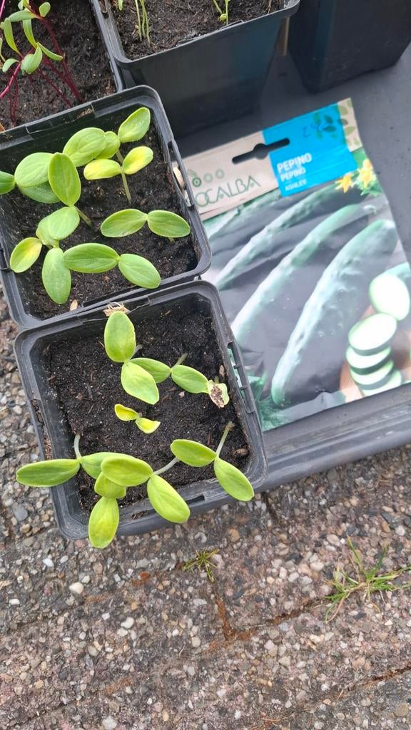 Moestuin diverse groente stekjes/zaailingen, Ophalen of Verzenden, Eenjarig, Overige soorten, Volle zon