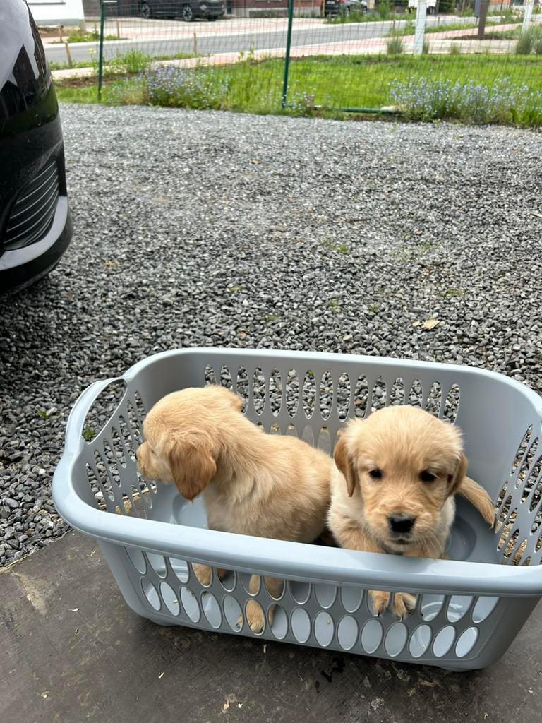mooie nestje golden retrievers met stamboom, Dieren en Toebehoren, Honden | Retrievers, Spaniëls en Waterhonden, België, Fokker | Hobbymatig