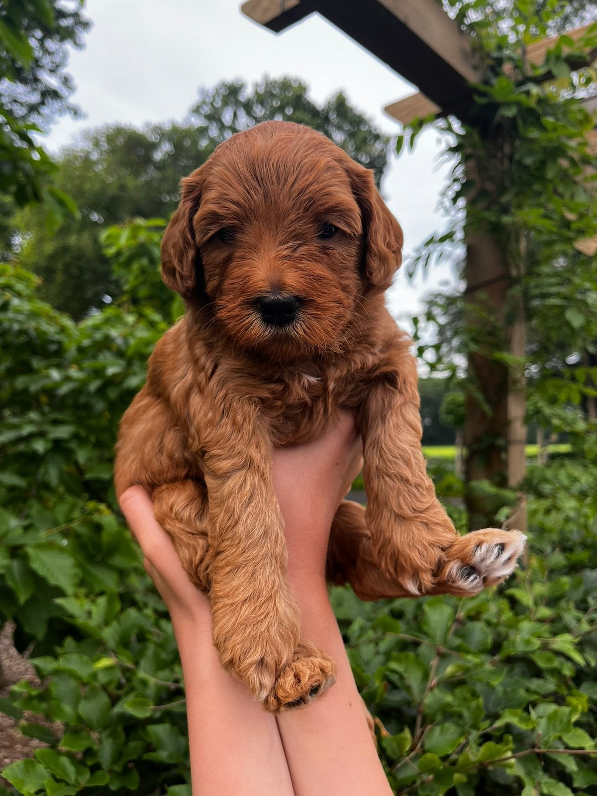 Australian Labradoodle pups, Parvo, Overige rassen, 8 tot 15 weken, Meerdere