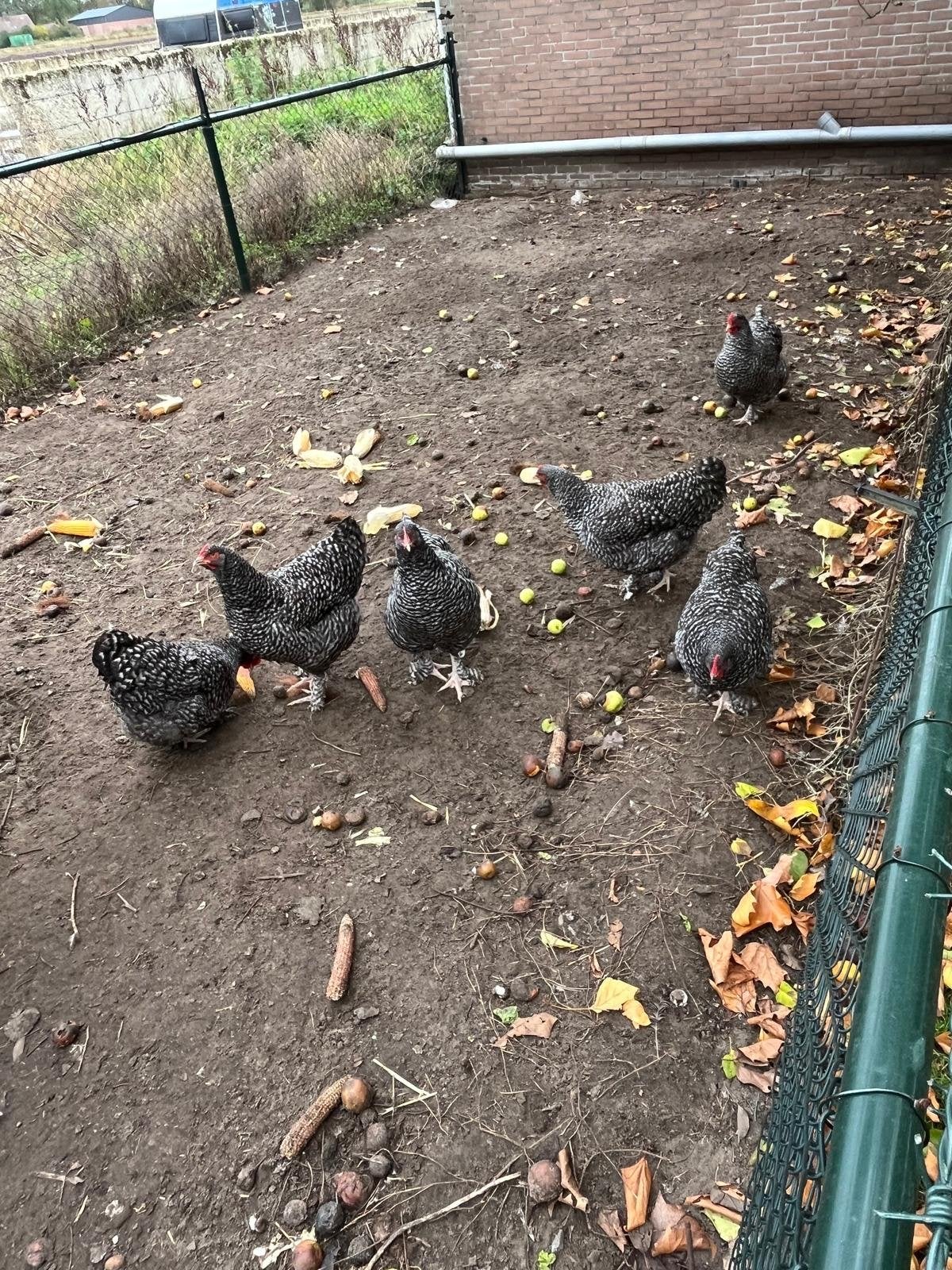 Kippen, Vrouwelijk, Kip