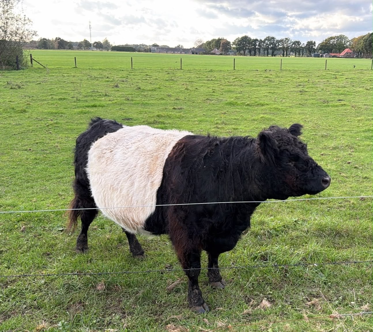 Galloway koeien belted en zwart, Dieren en Toebehoren, Vrouwelijk, 3 tot 6 jaar