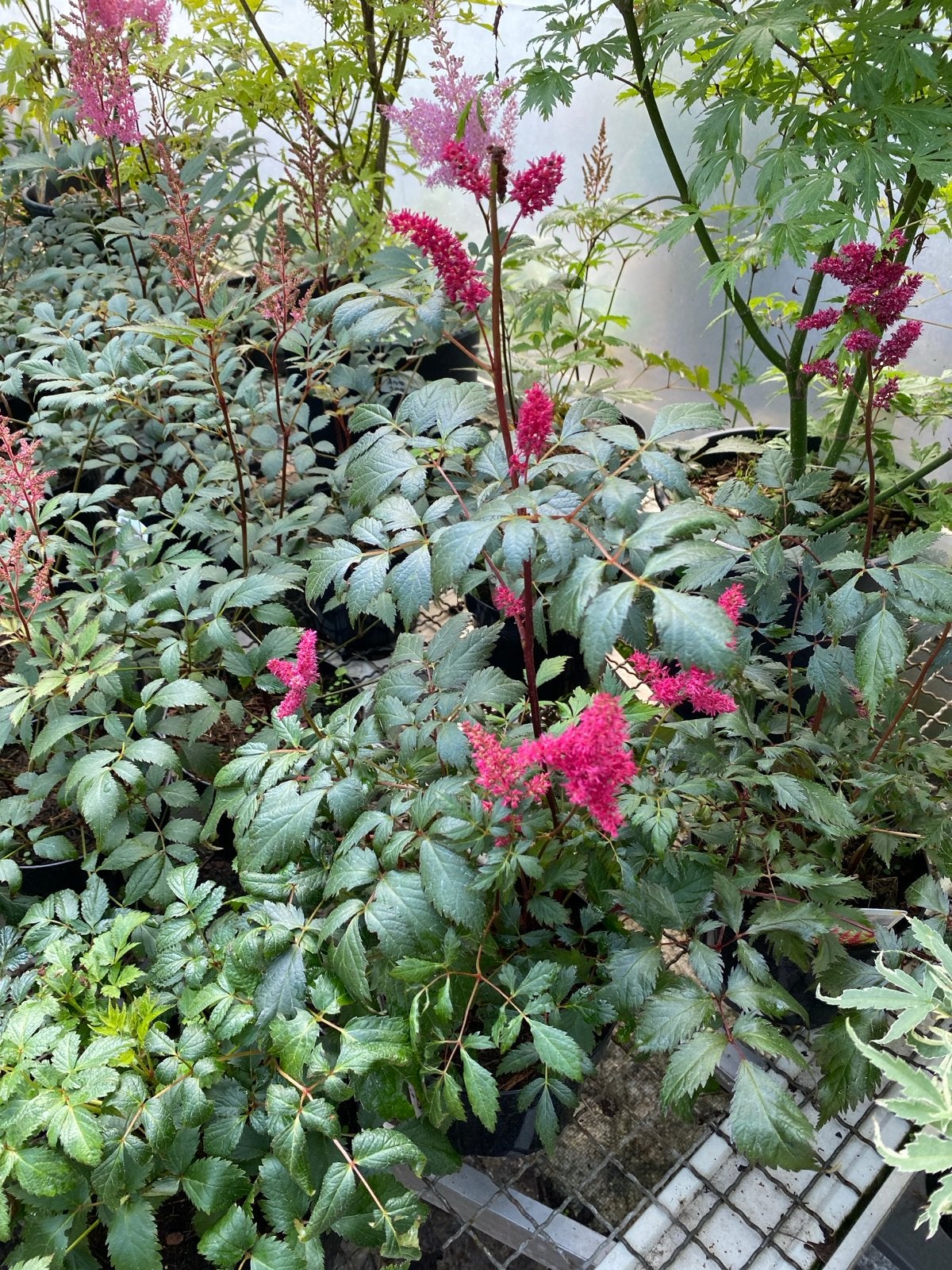 Astilbe in rood, roze en wit, Tuin en Terras, Vaste plant, Halfschaduw, Zomer, Ophalen