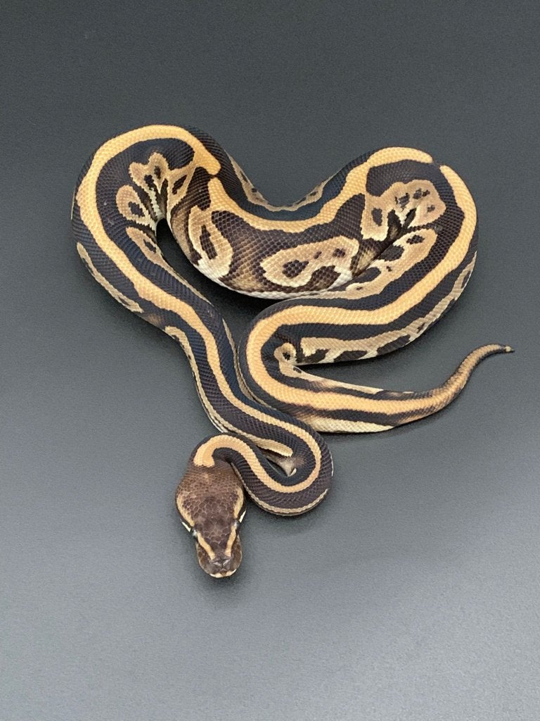 1.0 mojave cinnamon leopard 66% DH DG/pied python regius Ball Python - male for sale from DemonSnakes