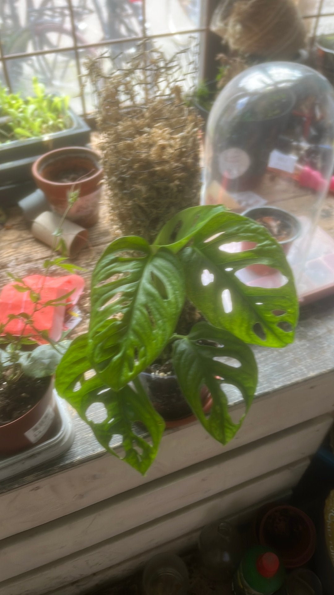 Monstera adansonii, Ophalen, Halfschaduw, Minder dan 100 cm