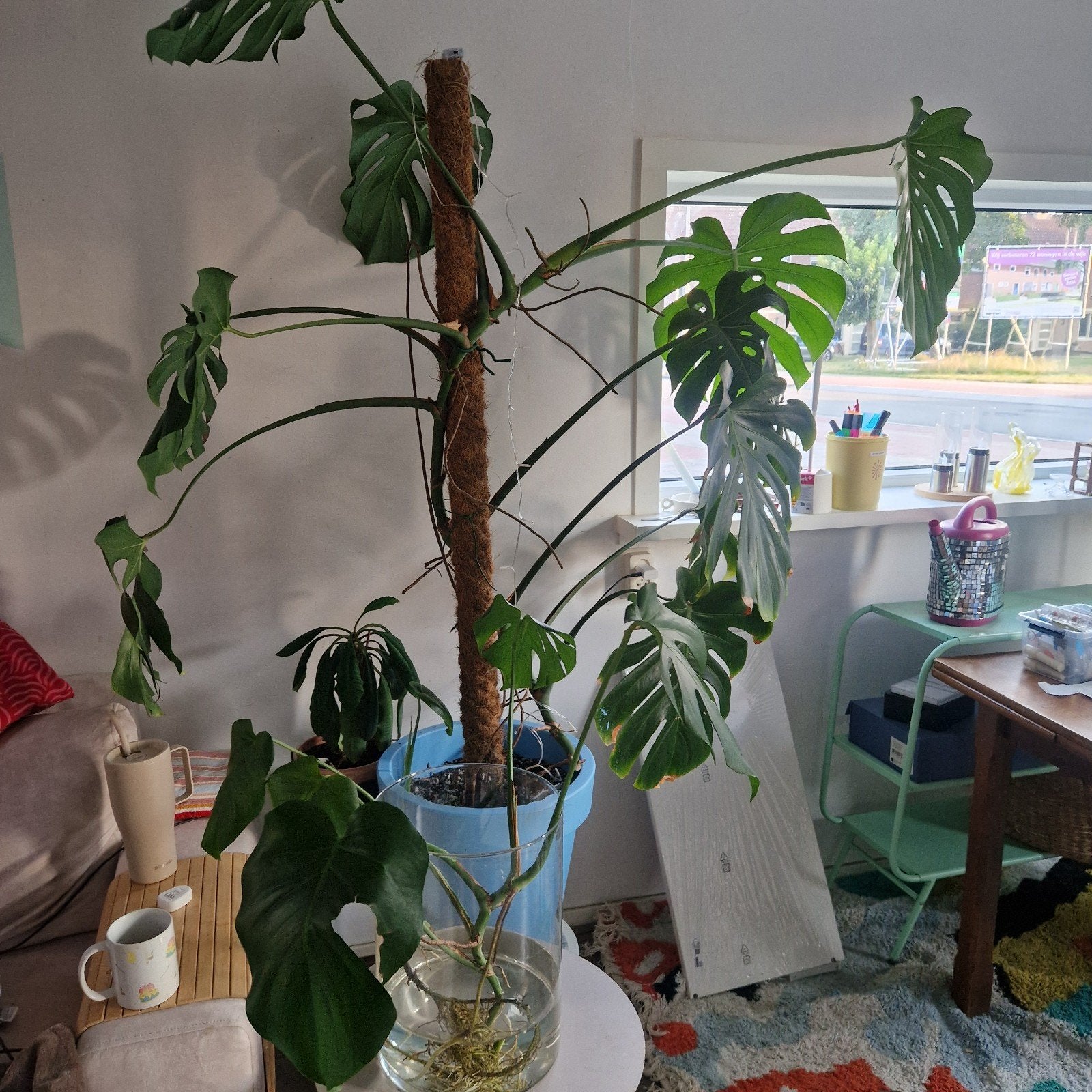 Monstera Deliciosa, Overige soorten, Minder dan 100 cm, Groene kamerplant, Halfschaduw